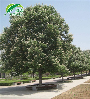 大型平板硫化機(jī)系列